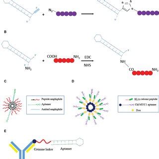 (PDF) Aptamer Chimeras for Therapeutic Delivery: The Challenging ...