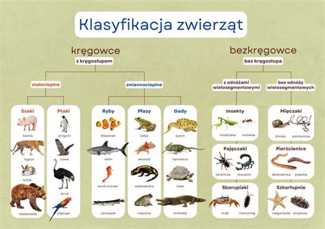 Żaba - szablony do wydruku i użytku online - Canva