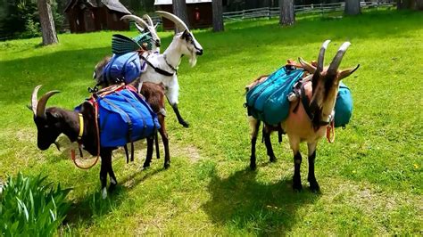 Pack Goat Trip Selway Bitterroot Wilderness May 2018 Youtube