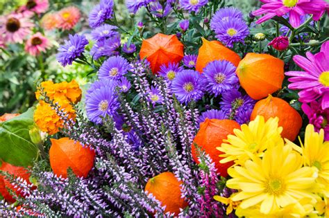 Sind Astern winterhart Pflegetipps für Herbstastern GartenFlora