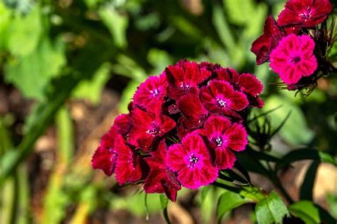 Top 20 Perennial Dianthus Varieties and Growing Guide