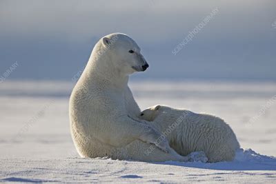 Polar Bear Female With Cub Stock Image C Science Photo