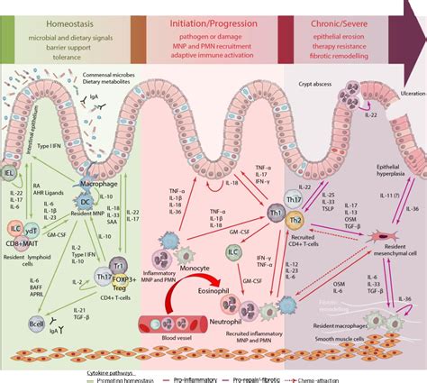 Figure 1 From Cytokine Networks In The Pathophysiology Of Inflammatory