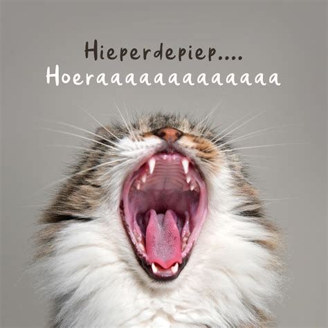 Verjaardagskaart Grappig Hoera Kat Poes Humor Kaartje2go