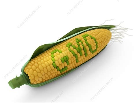 Genetically Modified Corn Illustration Stock Image F0121465 Science Photo Library