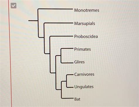 Solved The phylogenetic tree shows a simplified hypothesis | Chegg.com 