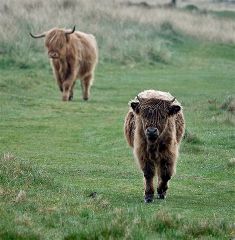 Rx Highland Cattle Calves On Brora Gold Course Hig Flickr