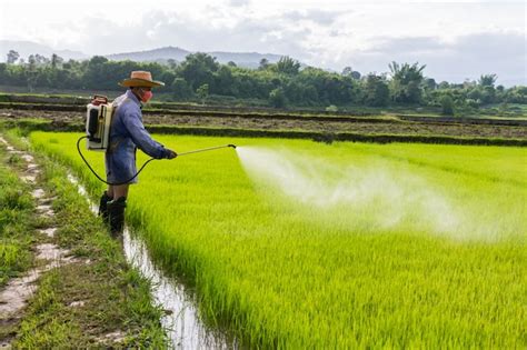 Premium Photo Farmer Spraying Pesticide On Rice Field