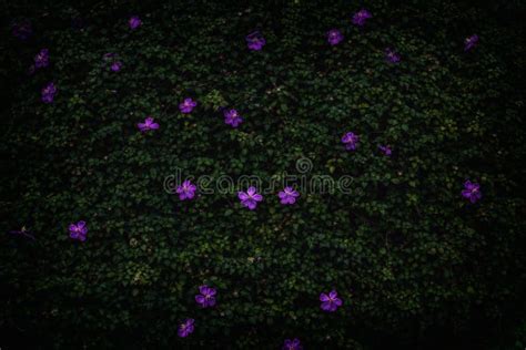 A Ground Cover Plant with Purple Flowers. Natural Green Texture ...