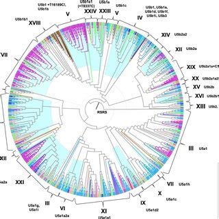 (PDF) Evolution and dispersal of mitochondrial DNA haplogroup U5 in ...