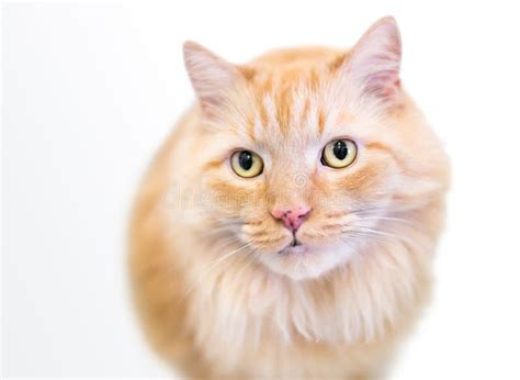 Um Gato Do Mato Pequeno De Cor Laranja Olhos Amarelos Foto De Stock