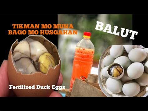 balut   eat balut fertilized duck eggs   philippines
