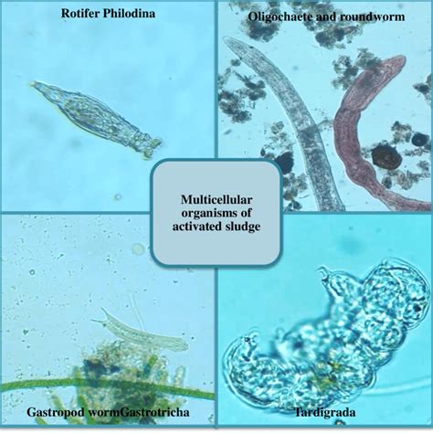 Some representatives of multicellular organisms in activated sludge ...