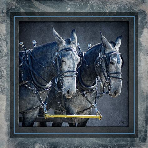 Gray Draft Mule Team in Harness