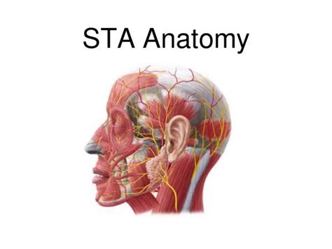 Temporal artery biopsy