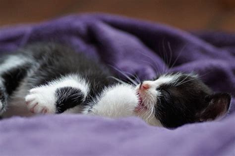 Free Pussy Cat Photos Pixabay