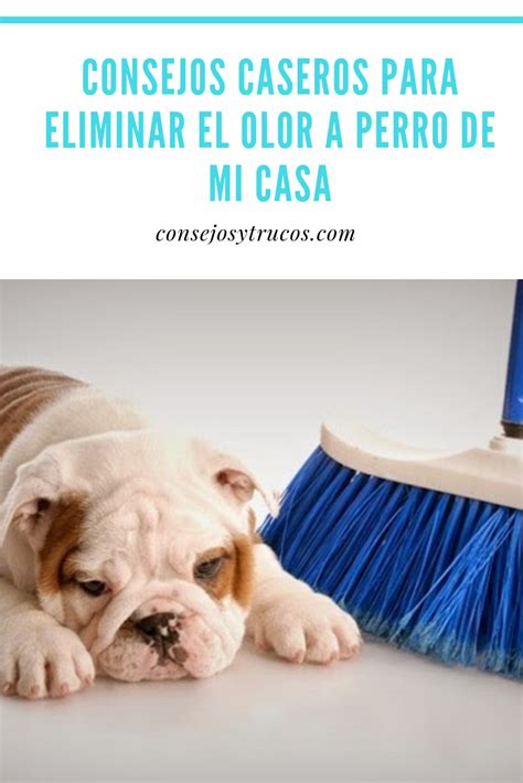 Consejos Caseros Para Eliminar El Olor A Perro De Mi Casa Olores De