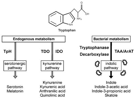 IJMS Free Full Text Biological Effects Of Indole 3 Propionic Acid