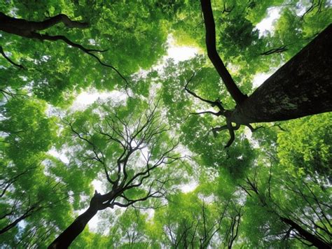 Olhando para uma árvore em uma floresta muitas folhas verdes