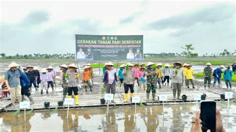 Pemkab Gubernur Riau Di Dampingi Pj Bupati Inhil Tanam Benih Pertama