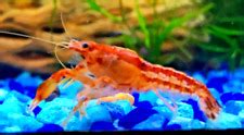 Mexican Dwarf Crayfish Buy Bright Orange Crayfish For Sale Cpo