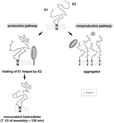 Processing Of The HCV Polyprotein Arrows Above The Polyprotein