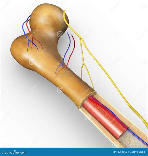 Bone Structure Stock Illustration - Image: 48761060