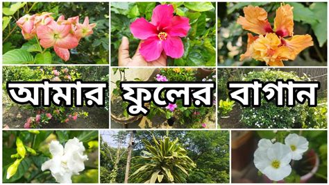 My Garden🌷আমার ফুলের বাগান🥰আমার বাগানের কিছু ফুল গাছ🌱gardening