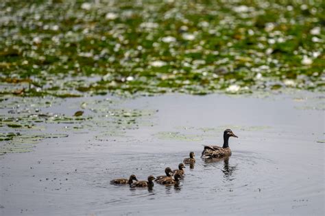 darlington lake new jersey 10