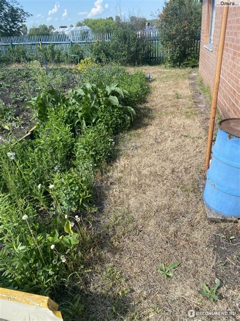 Средство для уничтожения сорняков Green Belt Граунд - «Смерть сорнякам ...