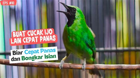 Pancingan Cucak Ijo Gacor Agar Emosi Dan Jamtrok Jadikan Hijau Mana