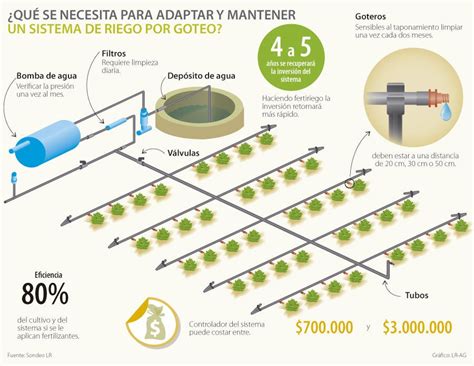 Riego Por Goteo Permite Ahorros De Un 40 En El Consumo De Agua