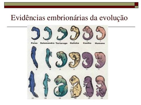 Evolução Biológica