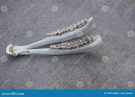 Deer Jaw Bone and Teeth. Object of the Hunting Season. Stock Photo ...