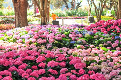 Comment Bien Planter Un Hortensia D Broussaillez