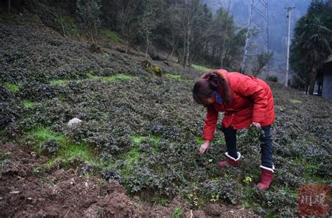 百县千村行（367）丨北川苦黄连如何种出“甜”日子 封面新闻