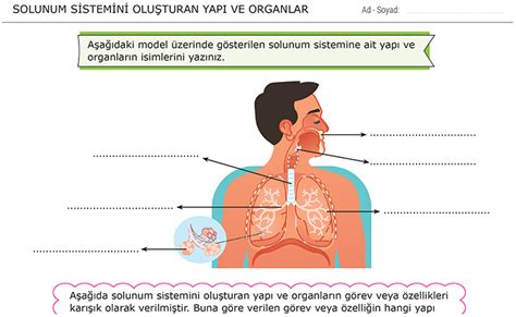 Solunum Sistemi 6 Sınıf Fen Bilimleri Morpa Kampüs