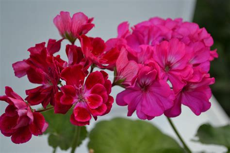 Пеларгония птица - картинки и фото poknok.art
