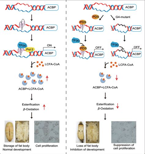 Diagram of the proposed mechanism of lipogenesis regulation by ...