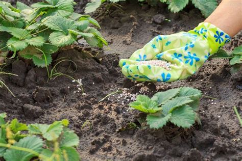 Нитрофоска: инструкция по применению для растений