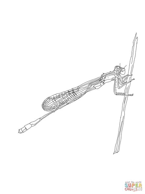 Blue-Tailed Damselfly coloring page | Free Printable Coloring Pages