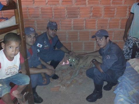 G Cachorro Resgatado Ap S Ficar Preso Entre Paredes De Uma Casa