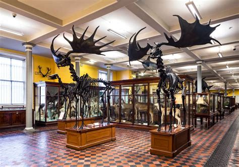 11 Unique Animals To Spot At National Museum Of Ireland Natural History