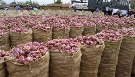 Violet de Galmi Le célèbre oignon du Niger à la conquête du marché