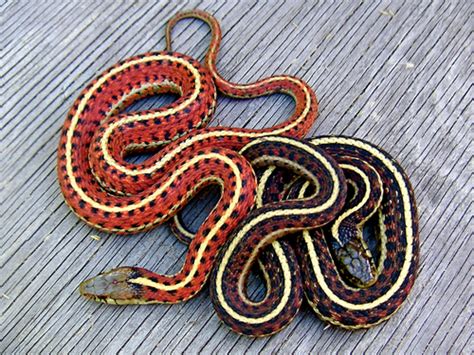 Red Sided Garter Snake Morphs Serpentrack Garter Ribbon Snakes