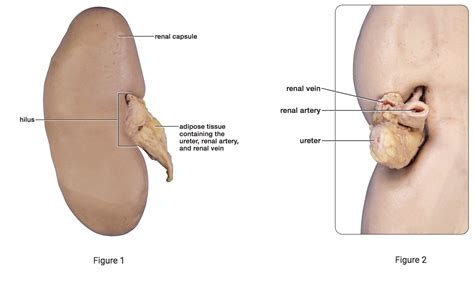 14+ Kidney Dissection Labelled - DhanikaNellija