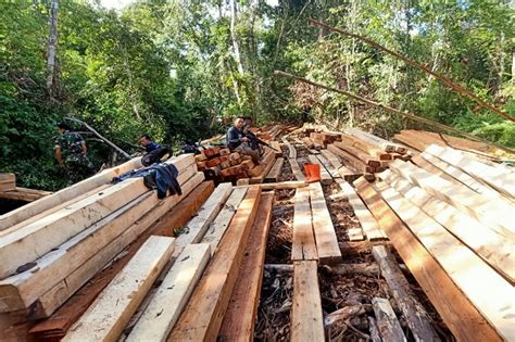 2 Aktor Pembalakan Liar Hutan Kalimantan Jadi Tersangka