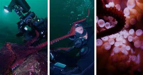 giant pacific octopus grabs camera  diver