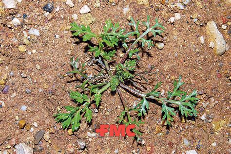 Papaver Hybridum Gu A De Malas Hierbas Fmc