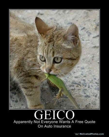 Geico Not Everyone Wants A Free Qoute Auto Insurance Quotes Car